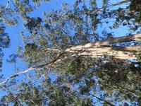 178-Fakultative Levada-Wanderung