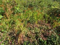 181-Blumenfeld während der Wanderung