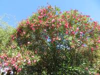 183-Blumeninsel Madeira