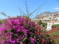 169-Camara de Lobos
