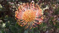 Santana (Nadelkissen-Protea)