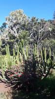 Funchal - Botanischer Garten