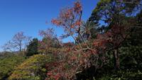 Funchal - Botanischer Garten (Korallenbaum)