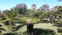 Funchal - Botanischer Garten (Cycas-Palme)