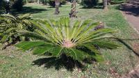 Funchal - Botanischer Garten (Cycas-Palme)