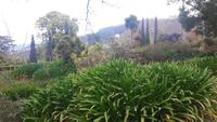 Palheiro Gärten Funchal (Blandy´s Garden)