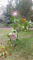 Palheiro Gärten Funchal (Blandy´s Garden) - Königs-Protea