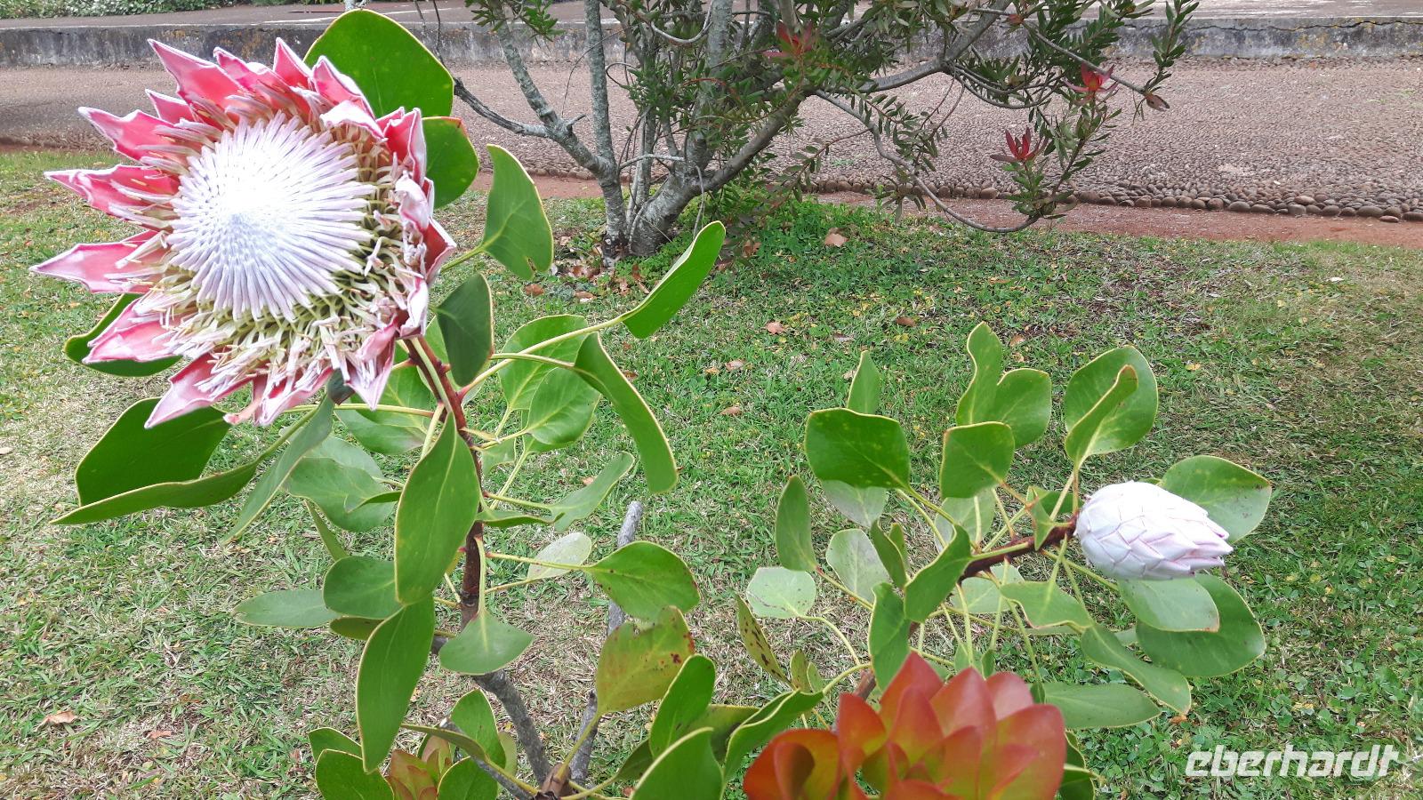 Palheiro Gärten Funchal (Blandy´s Garden) - Königs-Protea