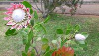 Palheiro Gärten Funchal (Blandy´s Garden) - Königs-Protea