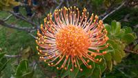 Palheiro Gärten Funchal (Blandy´s Garden) - Nadelkissen-Protea