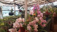 Orchideenwelt Quinta da Boa Vista