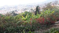 Orchideenwelt Quinta da Boa Vista - Ausblick auf Funchal