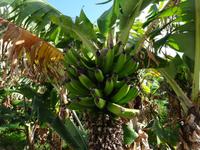 Entlang der Levada von Marocos 