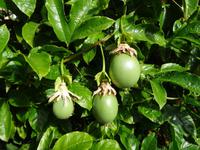 Entlang der Levada von Marocos - Passionsfrüchte