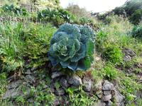 Entlang der Levada von Marocos - Kohlkopf