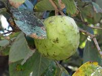 Entlang der Levada von Marocos - Anona