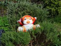 Entlang der Levada von Marocos - der letzte Osterhase