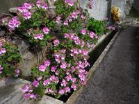 Entlang der Levada von Marocos 