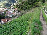 Entlang der Levada von Marocos - Gemüsefeld