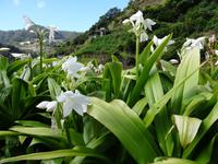 Entlang der Levada von Marocos - Marien-Lilie