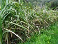 Entlang der Levada von Marocos - Zuckerrohr