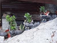 Entlang der Levada von Marocos - Hausschmuck