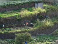 Entlang der Levada von Marocos - harte Arbeit