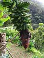 Entlang der Levada von Marocos 