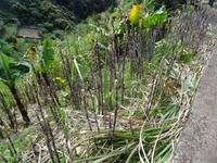 Entlang der Levada von Marocos - abgeerntetes Zuckerrohrfeld