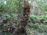 Levada Furado mit Aussichtspunkt Balcoes - Lorbeerbaum mit Pilzen