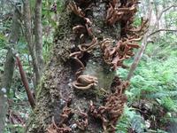 Levada Furado mit Aussichtspunkt Balcoes - Lorbeerbaum mit Pilzen