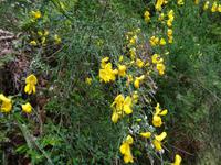 Levada Furado mit Aussichtspunkt Balcoes - Gingster