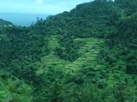 Terrassenfelder auf der Fahrt nach Santana