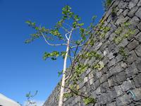 Capo Girao - Gingobaum