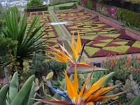 der botanische Garten von Funchal 