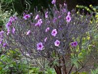 der botanische Garten von Funchal - madeirischer Storchenschnabel