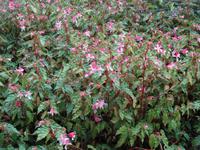 der botanische Garten von Funchal - Begonien