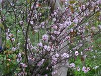 der botanische Garten von Funchal - falscher Pfirsichbaum