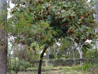 der botanische Garten von Funchal - Hortensienbaum