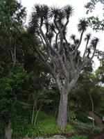 der botanische Garten von Funchal - Drachenbaum