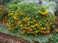 der botanische Garten von Funchal - Marmeladenstrauch