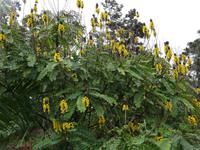 der botanische Garten von Funchal - Popkorn- Strauch