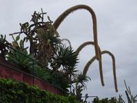 der botanische Garten von Funchal - Schwanenhals