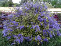 der botanische Garten von Funchal - Petrea Volobolis