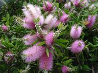 der botanische Garten von Funchal - Flaschenputzer