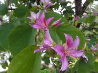 der botanische Garten von Funchal - Bauhinien