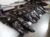 Markthalle von Funchal - der berühmte Degenfisch=Espada