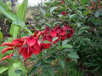 Quinta Boa Vista - Korallenbaum