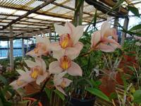 Quinta Boa Vista - Orchideen-Zauber