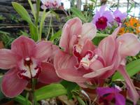 Quinta Boa Vista - Orchideen-Zauber